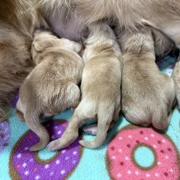 Puppy 2 - Golden female Golden Retriever puppy in Yakima County, Washington from Saddle Rock Kennels