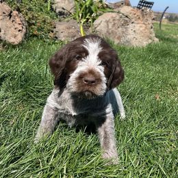 Dixie - Brown and gray female Wirehaired Pointing Griffon puppy in Grangeville, Idaho from Happy Hollow Griffons