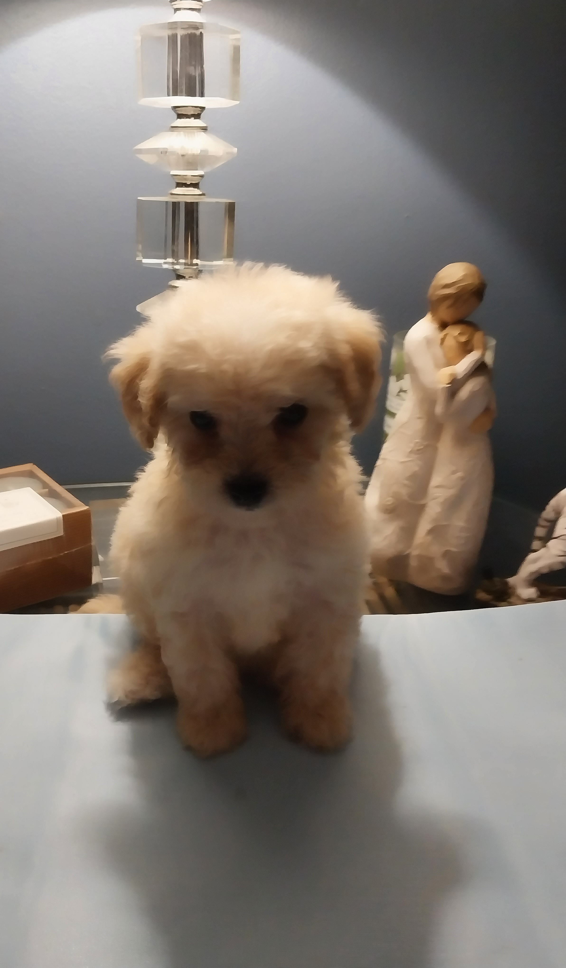 Poodle Puppies from Bloomingdale Toy Poodles