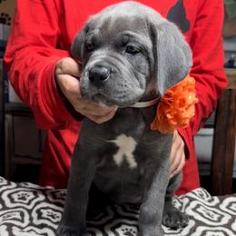 Orange collar - Gray and fawn female Cane Corso puppy in Clewiston, Florida from Far From Average Kennels