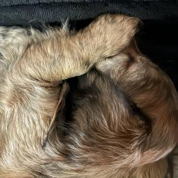 Dachshund Puppies from The long dogs of indiana