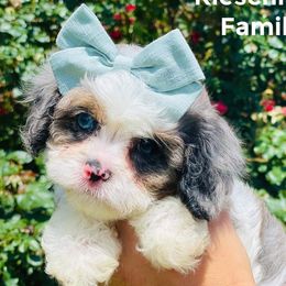 Truly - Cavapoo