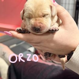 Light Pink Collar - Yellow female Labrador Retriever puppy in Manchester, Maryland from TMK Labradors