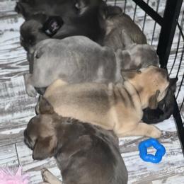 French Bulldog Puppies from Frenchie Love Bugs