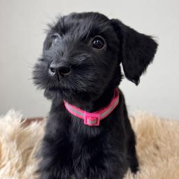 Girl 1 - Hot Pink Collar - Black female Giant Schnauzer puppy in St George, Utah from Schnauzer Ranch