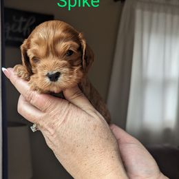 Cockapoo Puppies from L&L Cockapoos