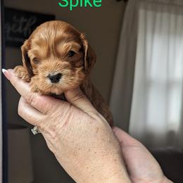 Cockapoo Puppies from L&L Cockapoos