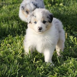 Out West Aussies breeder of Australian Shepherd