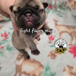 Boy 2 - Fawn male Pug puppy in Keysville, Georgia from Rollee Pollee Pugs