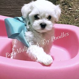 Companion Cross, Maltese, and Maltipoo Puppies from Best Maltese & Toy Poodles of Texas