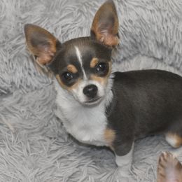 Malcolm - Chihuahua