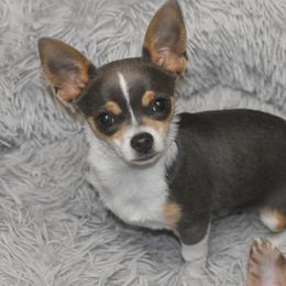 Malcolm - Chihuahua