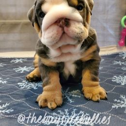 Bulldog Puppies from Bayside Bullies