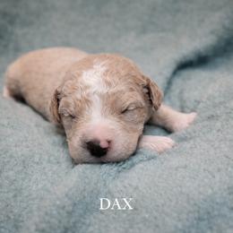 Dax - Apricot male Goldendoodle puppy in Hendersonville, Tennessee from Ben's Best Buddy Goldendoodles