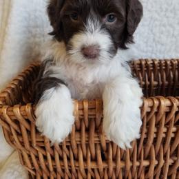 Portuguese Water Dog Puppies from Prized Family Porties
