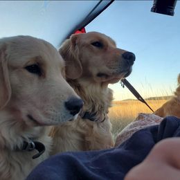 Golden Retriever Puppies from Bliss Creek Goldens