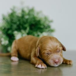 Boy 2 - Red  male Goldendoodle puppy in Spanish Fork, Utah from K Brand Doodles