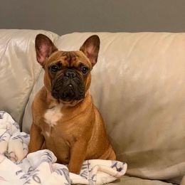 Bliss - French Bulldog