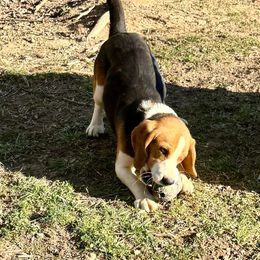 Forrest - Beagle