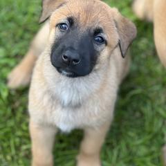 Belgian Malinois Puppies from Malinois