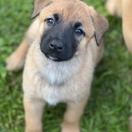 Belgian Malinois Puppies from Malinois
