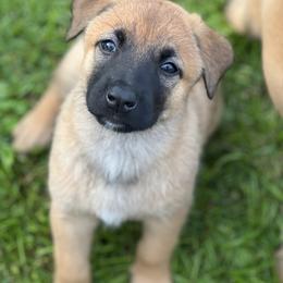 Belgian Malinois Puppies from Malinois