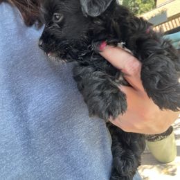 Shadow - Black male Chinese Crested puppy in Milton, Florida from No Hair Here