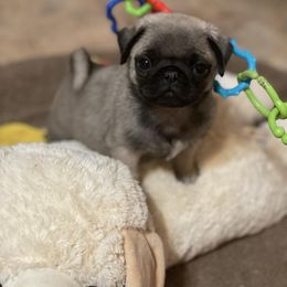 Pug Puppies from Harmony Pugs