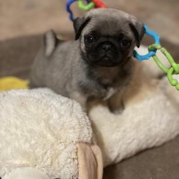 Pug Puppies from Harmony Pugs