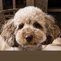 Leesi - Poodle