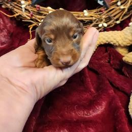 Choc 1 - Chocolate female Dachshund puppy in West Plains, Missouri from Spring Creek Dachshunds