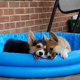 Pembroke Welsh Corgi Puppies from Ranch Hand Corgis