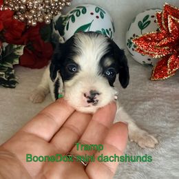Tramp - Piebald male Dachshund puppy in Lexington, Oklahoma from BooneDox Miniature Dachshunds