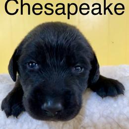 Chesapeake - Black female Labrador Retriever puppy in Mineral, Virginia from Canine Assist