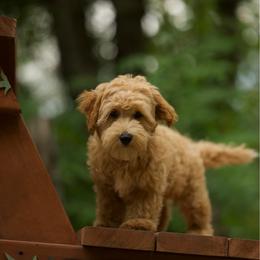 Long Island - Apricot male Maltipoo puppy in Deming, Washington from Heavenly Puppies to Love