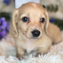 Rizz - Cream male Dachshund puppy in Lakeland, Florida from Buckwild Doxies