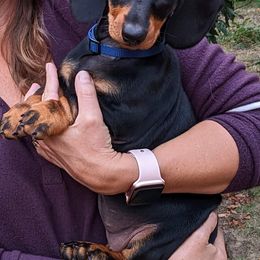 Dachshund Puppies from Von Stutts Tracking Teckels