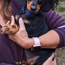 Dachshund Puppies from Von Stutts Tracking Teckels