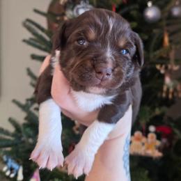 Tundra - Red tri male Miniature Australian Shepherd puppy in Danville, Indiana from Wingler Acres Mini Aussies