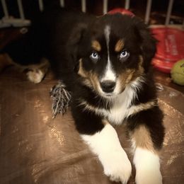 Maverick - Black tri-color male Australian Shepherd puppy in Lebanon, Oregon from Mt. Hope Aussies