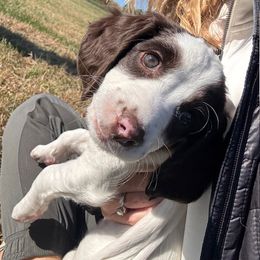 Rose - Liver and white female English Springer Spaniel puppy in Lynchburg, Virginia from Southern Springers