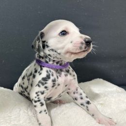 Girl Purple - Dalmatian puppy from dreamz_dalmatianz101