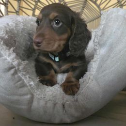 Dachshund puppies from FureverFL