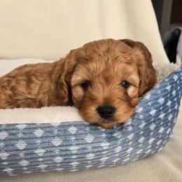 Jackson - Apricot male Cavapoo puppy in Blackfoot, Idaho from Rocky Desert Goldens and Cavaliers