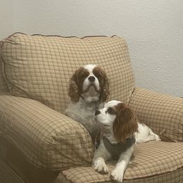 Skipper - Cavalier King Charles Spaniel