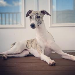 Whippet puppies from Infinity Whippets