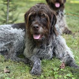 Wirehaired Pointing Griffon puppies from BradfordWoods Griffons
