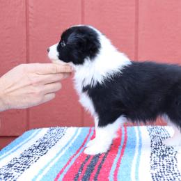 AKC Grand Champion Sired (Jimmy) - Black male Border Collie puppy in Noble, Oklahoma from CheckItOut Border Collies