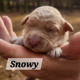 Snowy - Cream female Aussiedoodle puppy in Powder Springs, Georgia from My Classy Doodles