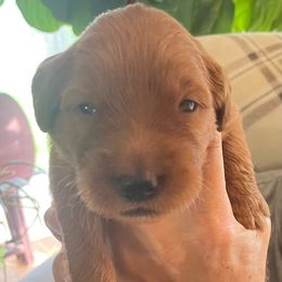 "'Eye Opening Day'" Golden Retriever Puppies from Blanco River Field Golden Retrievers